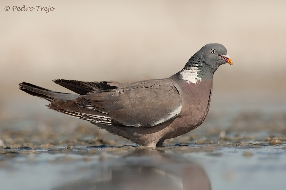 Paloma torcaz ( Columba palumbus)